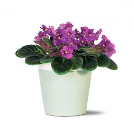 African Violet